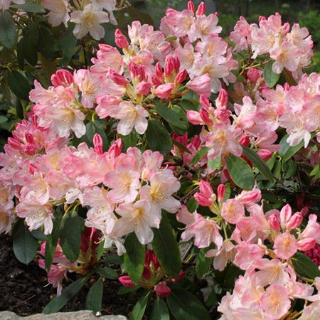 Achat rhododendron nain rose teinte