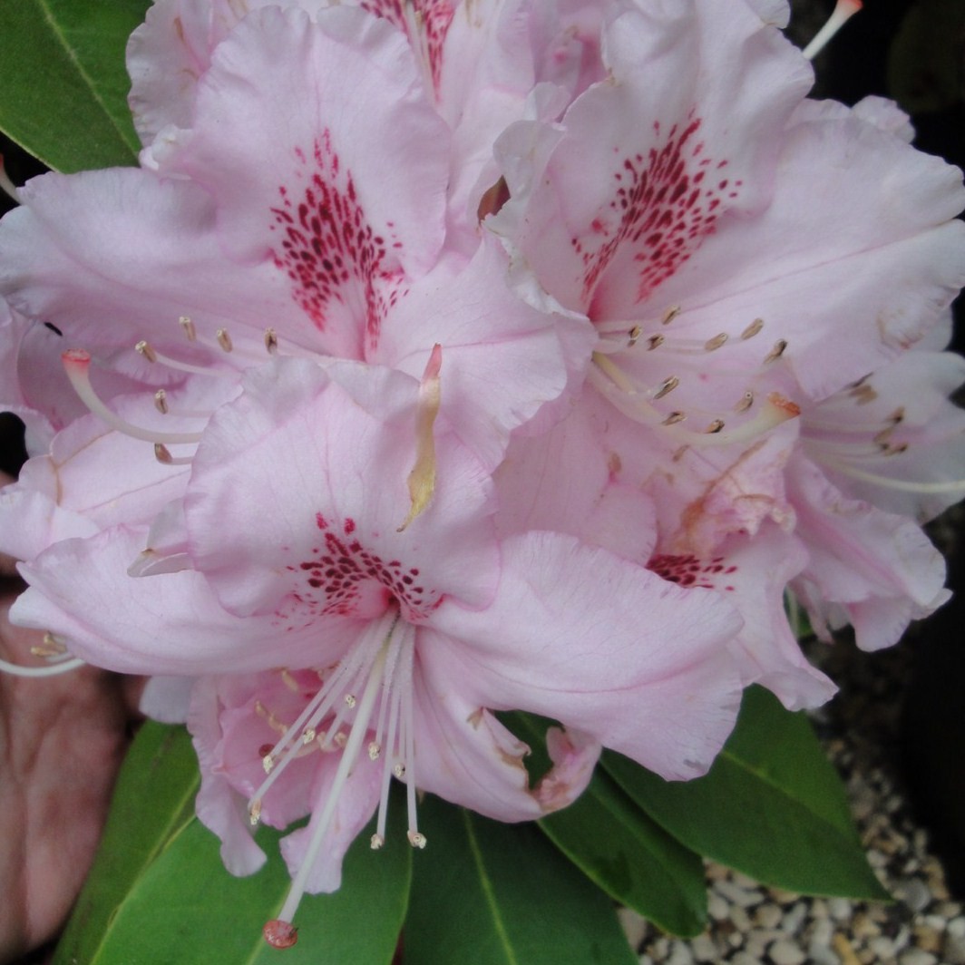 Achat Rhododendron à grande végétation