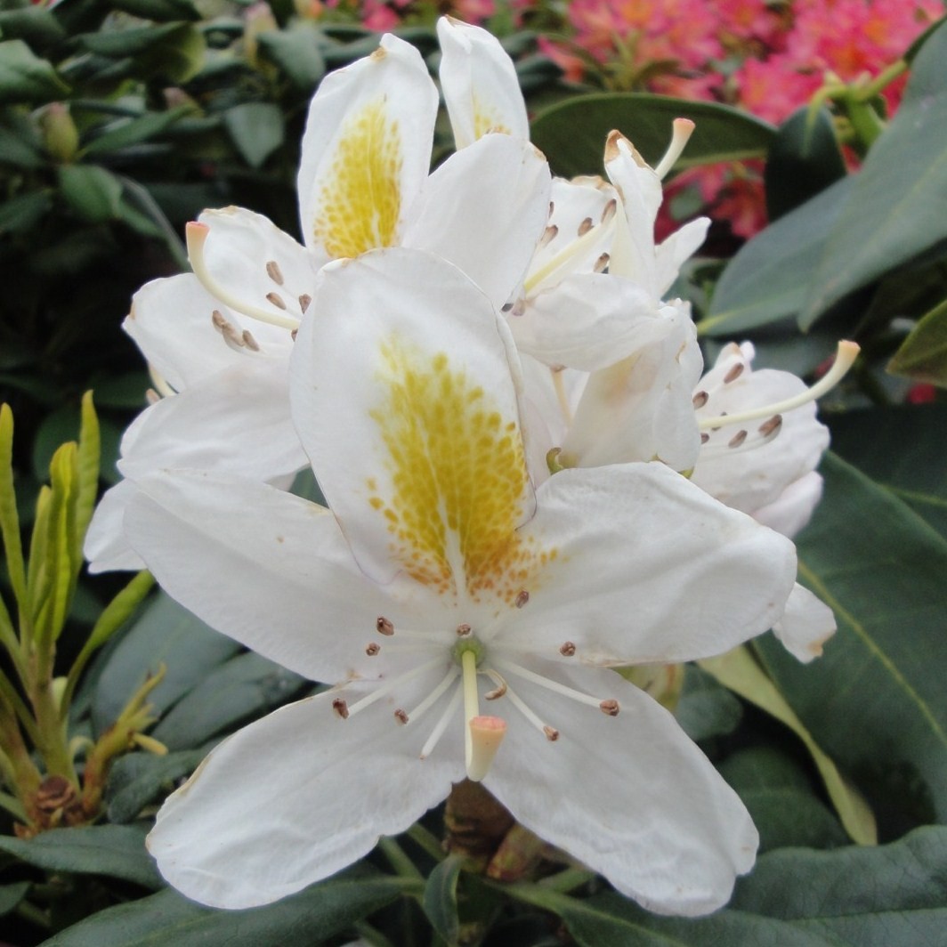 Achat Rhododendron à grande végétation