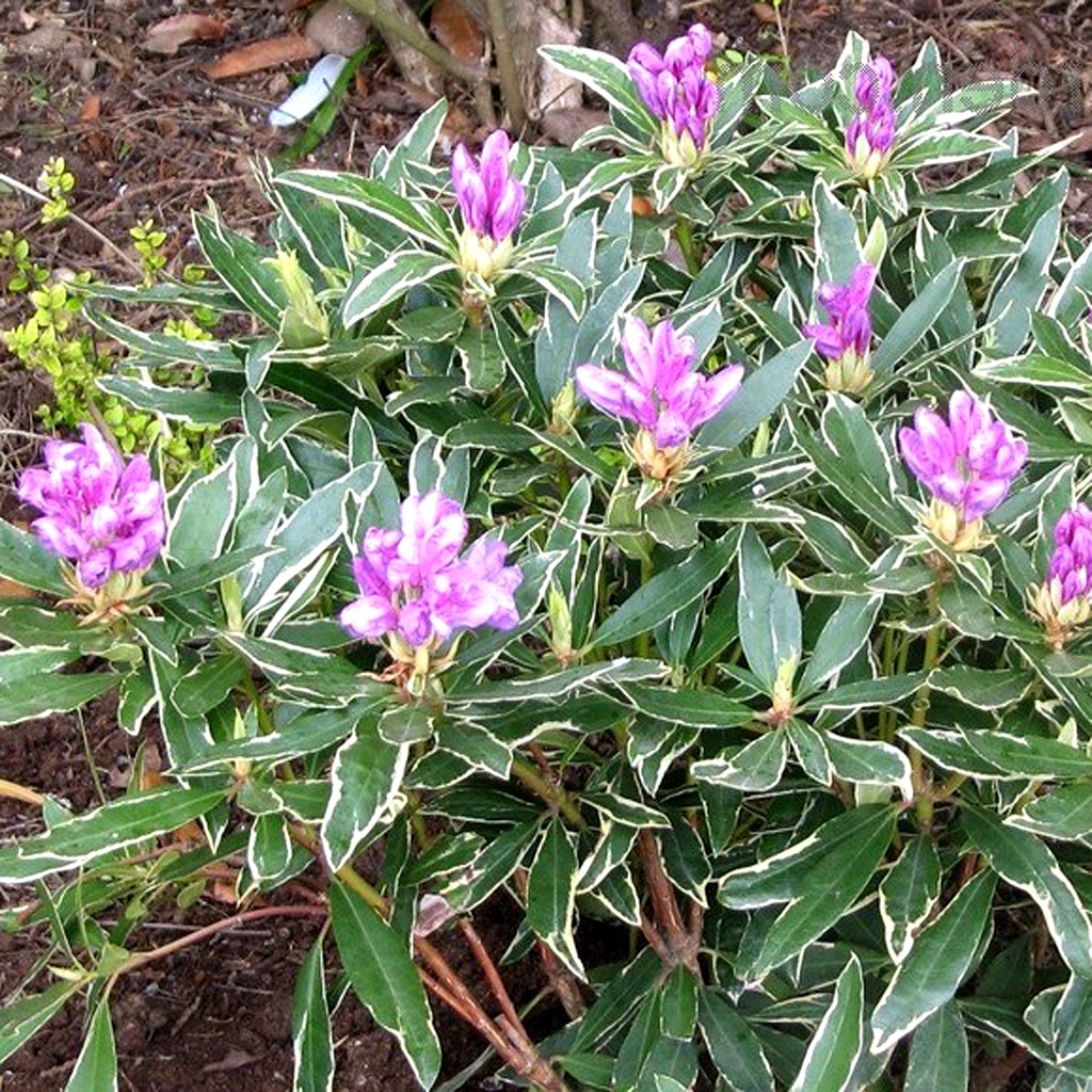 Achat Rhododendron à grande végétation