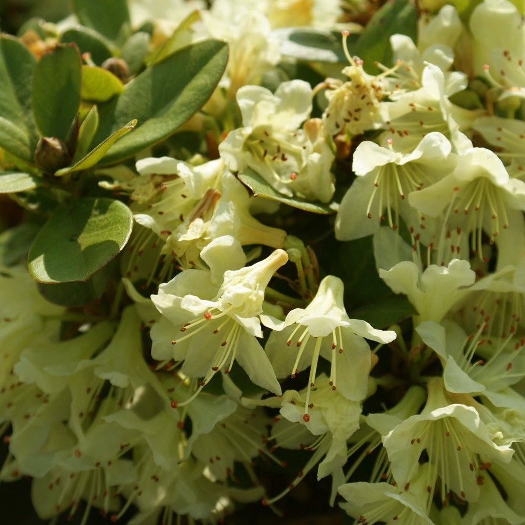 Achat rhododendron nain jaune