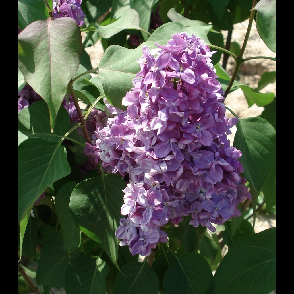 Achat Lilas rouge pourpre 'Prince Wolkonsky'