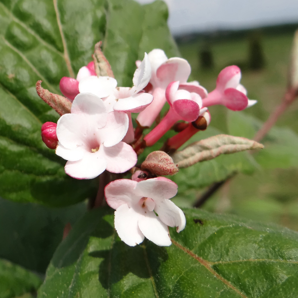 Achat Viburnum caduc 'Aurora'