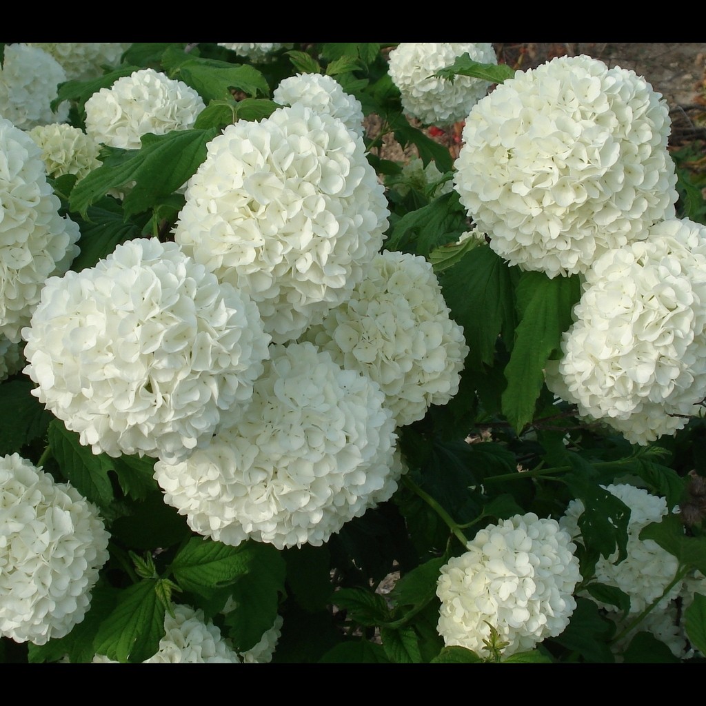 Vente de Viorne boule de neige - Pépinières Chatelain