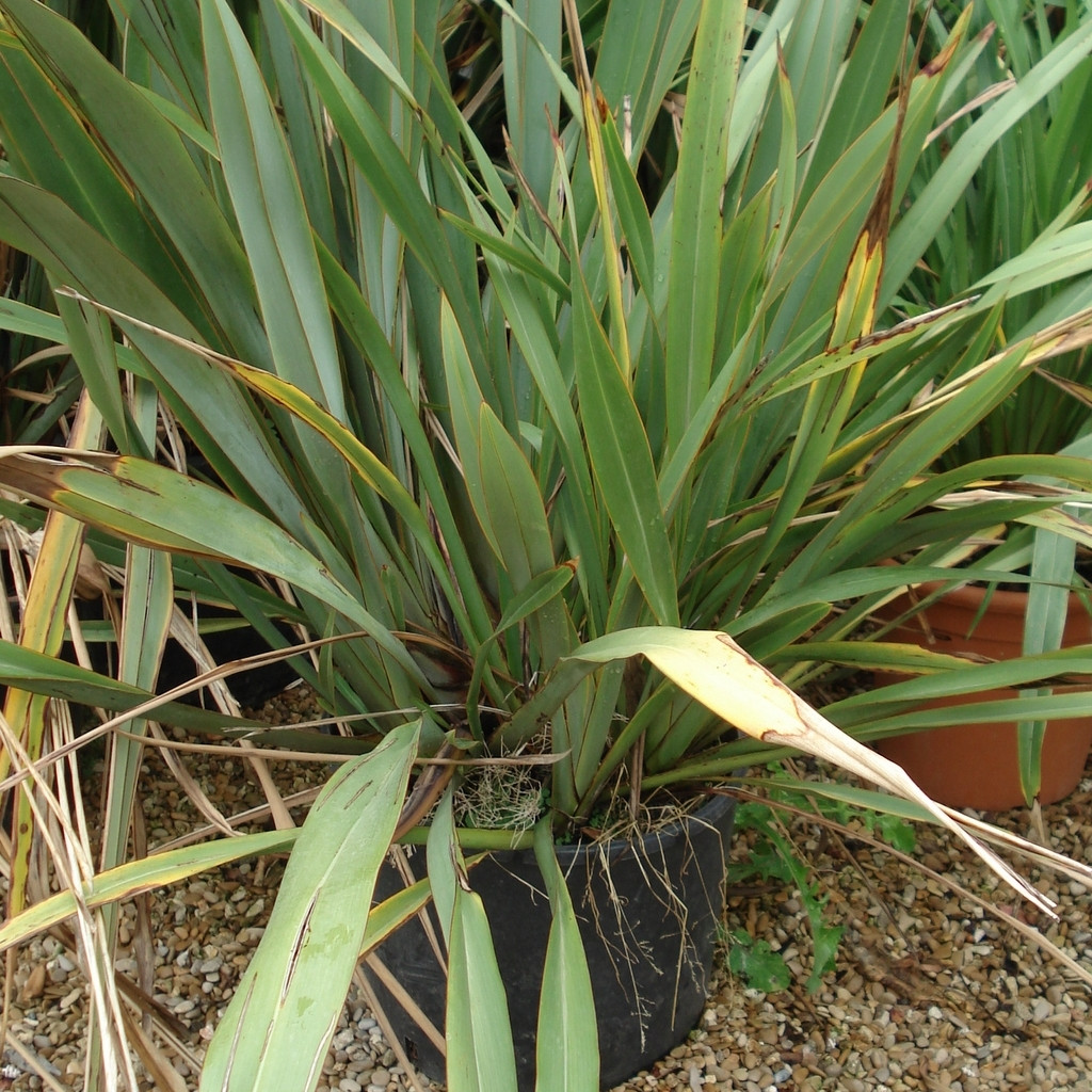 Achat Yucca filamentosa