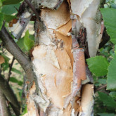 Bouleau des Marais