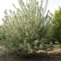 Erable à feuilles de frêne