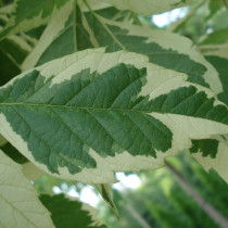 Erable panaché Blanc