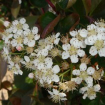 Aronia -