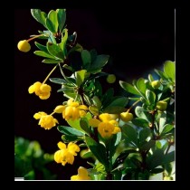 Berberis 'Nana'