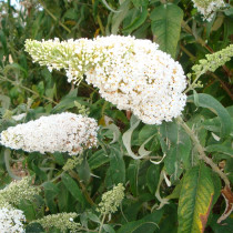 Laurier à feuille ronde 'White profusion'