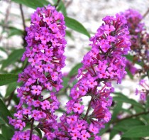 Laurier à feuille ronde 'Border beauty'