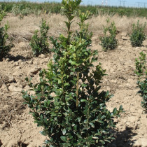 Buis 'Arborescens'  