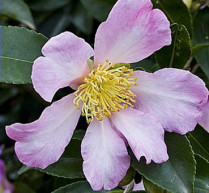 Camelia  Sasanqua