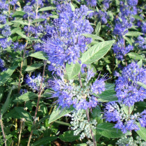 Caryopteris 'Heavenly blue'