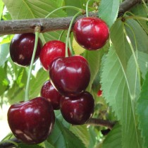 CERISIER - Prunus avium - bigarreau 'Géant d'Hedelfingen'