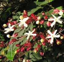 Clerodendron 'Fargesii'