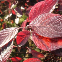 Cornouiller à feuilles pourprées