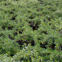 Cotoneaster radicans