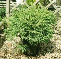 Cryptomeria Globosa nana