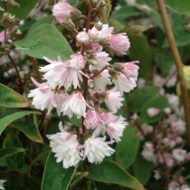 Deutzia 'Pride of rochester'