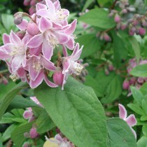 Deutzia 'Perle rose'