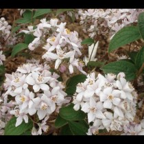 Deutzia 'Carminea'