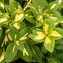 Fusain rampant panaché jaune 'Sunspot'