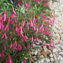 Fuchsia 'Riccartoni'