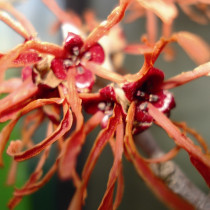 Hamamelis jaune et rouge 'Jelena'