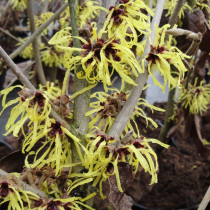 Hamamelis 'Palida'