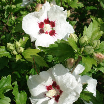 Althea blanc et rouge