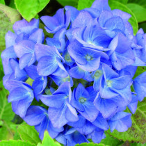 Hortensia bleu