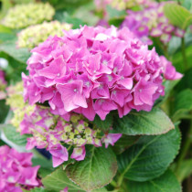 Hortensia rose