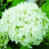 Hortensia Grandiflora