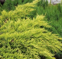Juniperus Pfitzeriana aurea