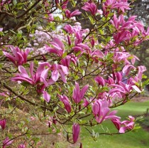 Magnolia liliflora Susan