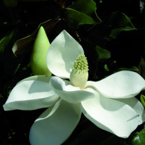 Magnolia