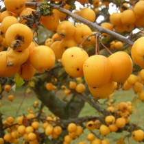 Pommier d'ornement à fruit jaune