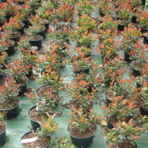 Photinia fraseri 'Nana select'