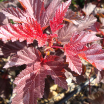 Physocarpus 'Lady in Red'