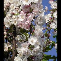 Cerisier à fleurs 'Amanogawa'