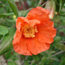 Grenadier à fleurs