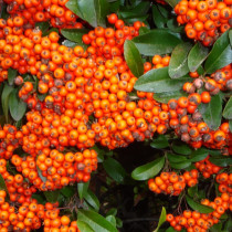Pyracantha orange