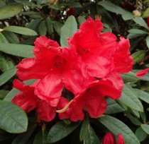 Rhododendron nain rouge