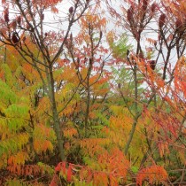 Sumac de Virginie lacinié