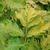 Sureau 'Plumose aurea'