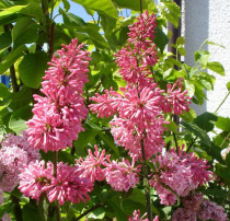 Lilas rose tendre 'James Mc Farlane'