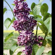 Lilas double mauve bordé de blanc 'Sensation'