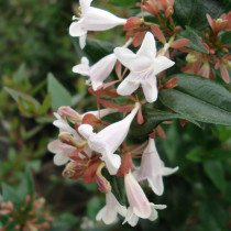 Abelia grandiflora